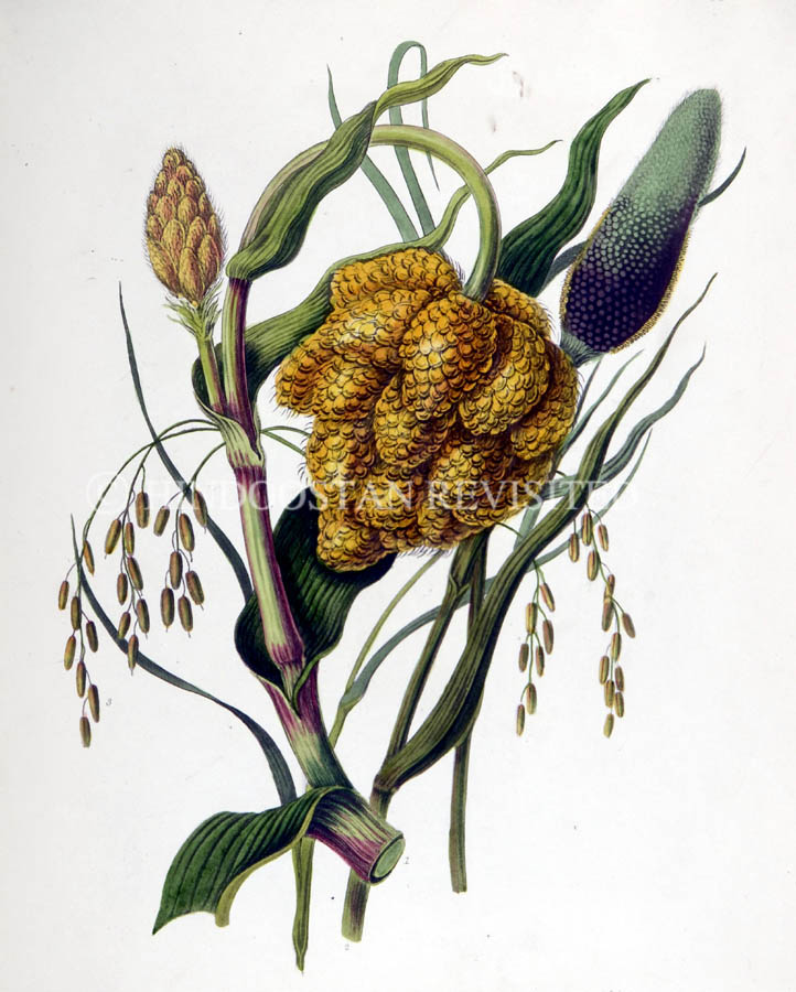 /data/Original Prints/Natural History/GRAINS IN GUZERAT 1-JUARREE 2-BAHJEREE 3-BATTY OR RICE.jpg